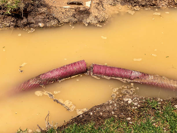 Best Mold removal after water damage  in Savage, MN